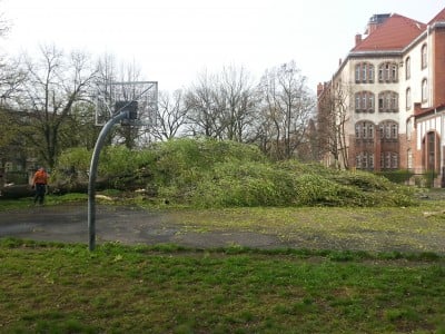 Zostały tylko trociny, wycinka drzew (REAKCJA24)  - 3