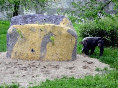 Zoo Wrocław: Warany z Komodo i smoki z Indonezji będą miały nowy dom (FOTO) - 9