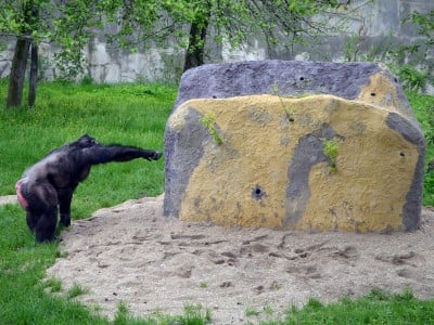 Zoo Wrocław: Warany z Komodo i smoki z Indonezji będą miały nowy dom (FOTO) - 10