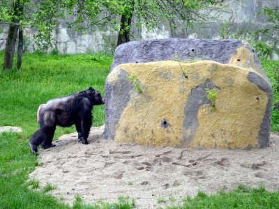 Zoo Wrocław: Warany z Komodo i smoki z Indonezji będą miały nowy dom (FOTO) - 11