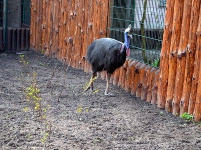Zoo Wrocław: Warany z Komodo i smoki z Indonezji będą miały nowy dom (FOTO) - 6