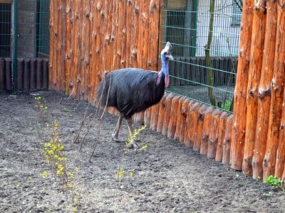 Zoo Wrocław: Warany z Komodo i smoki z Indonezji będą miały nowy dom (FOTO) - 8