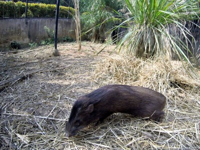 We wrocławskim zoo ratują nosorożce (ZDJĘCIA) - 10