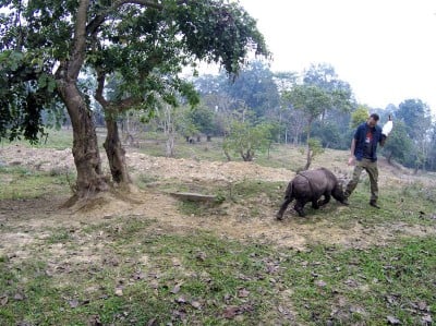 We wrocławskim zoo ratują nosorożce (ZDJĘCIA) - 5