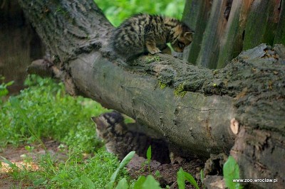 Facebook oszalał, pracownicy ZOO też. Wszystko przez małe żbiki - 0
