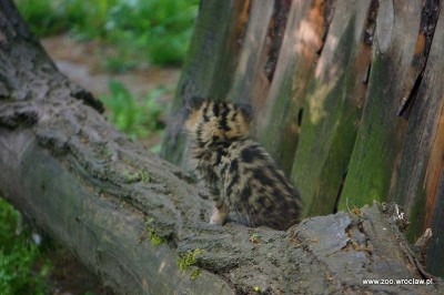 Facebook oszalał, pracownicy ZOO też. Wszystko przez małe żbiki - 1