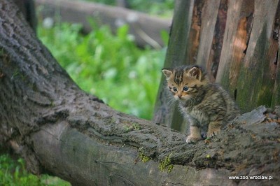 Facebook oszalał, pracownicy ZOO też. Wszystko przez małe żbiki - 2