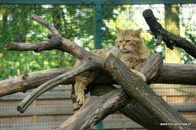 Facebook oszalał, pracownicy ZOO też. Wszystko przez małe żbiki - 3