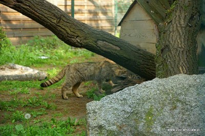 Facebook oszalał, pracownicy ZOO też. Wszystko przez małe żbiki - 4