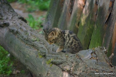 Facebook oszalał, pracownicy ZOO też. Wszystko przez małe żbiki - 5
