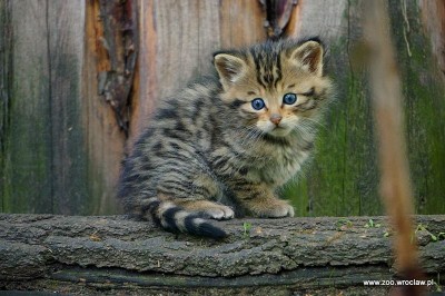 Facebook oszalał, pracownicy ZOO też. Wszystko przez małe żbiki - 6