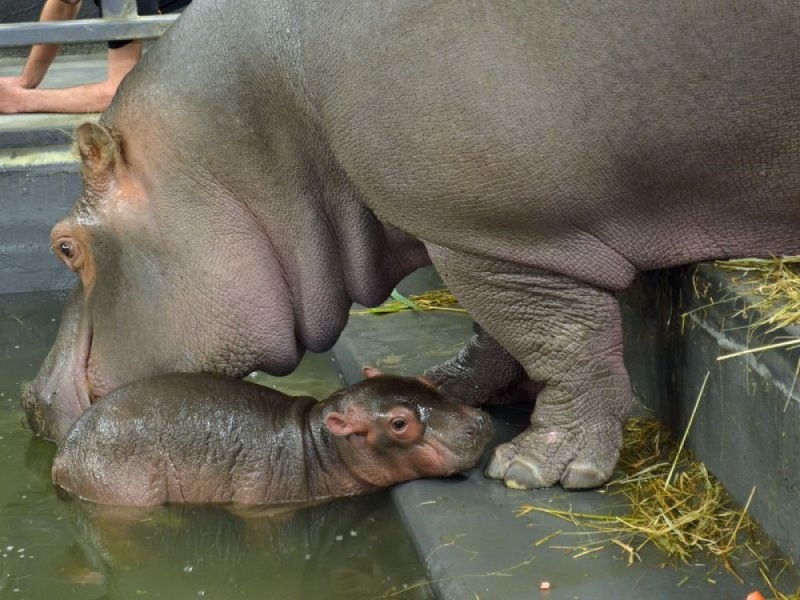 Rumba mamą Zumby! W ZOO Urodził się mały hipopotam [GALERIA] - mat. prasowe ZOO