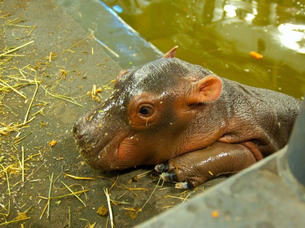Rumba mamą Zumby! W ZOO Urodził się mały hipopotam [GALERIA]
