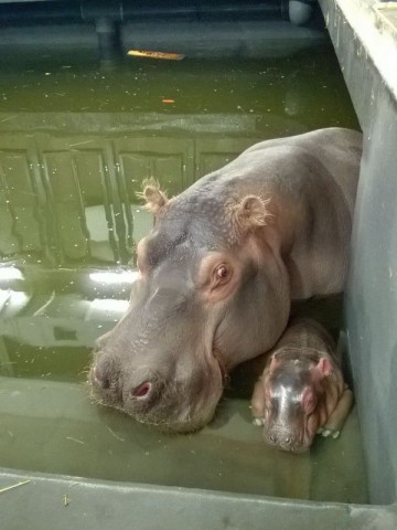 Rumba mamą Zumby! W ZOO Urodził się mały hipopotam [GALERIA] - 9