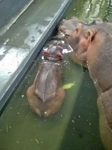 Rumba mamą Zumby! W ZOO Urodził się mały hipopotam [GALERIA] - 10