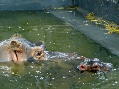 Rumba mamą Zumby! W ZOO Urodził się mały hipopotam [GALERIA] - 11
