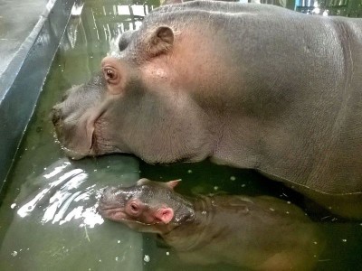 Rumba mamą Zumby! W ZOO Urodził się mały hipopotam [GALERIA] - 12
