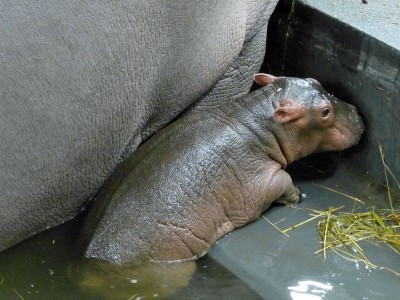 Rumba mamą Zumby! W ZOO Urodził się mały hipopotam [GALERIA] - 13