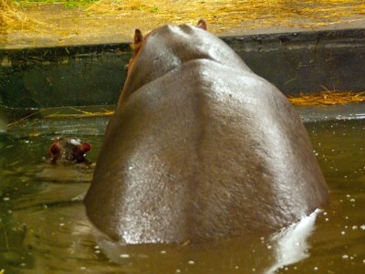 Rumba mamą Zumby! W ZOO Urodził się mały hipopotam [GALERIA] - 3