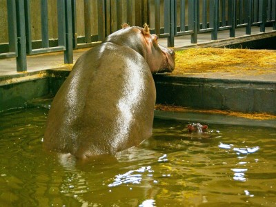 Rumba mamą Zumby! W ZOO Urodził się mały hipopotam [GALERIA] - 4