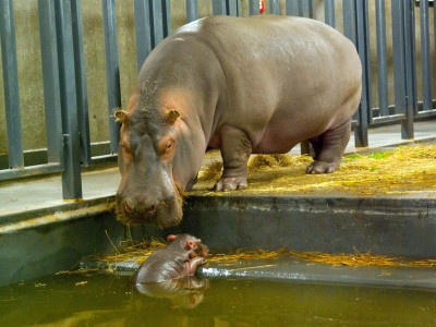Rumba mamą Zumby! W ZOO Urodził się mały hipopotam [GALERIA] - 5