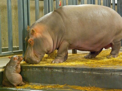 Rumba mamą Zumby! W ZOO Urodził się mały hipopotam [GALERIA] - 6