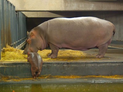 Rumba mamą Zumby! W ZOO Urodził się mały hipopotam [GALERIA] - 7