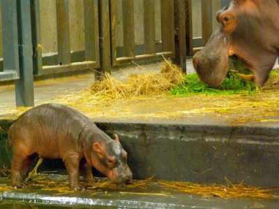 Rumba mamą Zumby! W ZOO Urodził się mały hipopotam [GALERIA] - 8