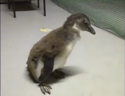 Pingwin łyka jak pelikan (WIDEO)