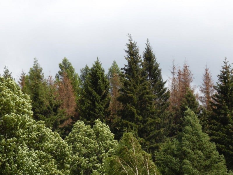 Tysiące świerków zamierają w dolnośląskich lasach - fot. Piotr Słowiński