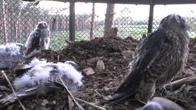 Satelity będą śledzić wędrówki młodych sokołów ze żmigrodzkich lasów! - 1