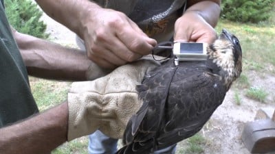 Satelity będą śledzić wędrówki młodych sokołów ze żmigrodzkich lasów! - 2