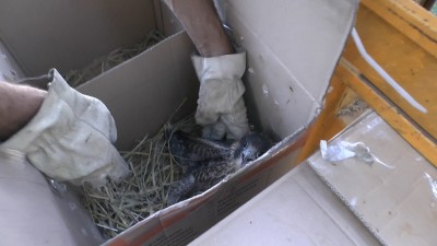 Satelity będą śledzić wędrówki młodych sokołów ze żmigrodzkich lasów! - 5