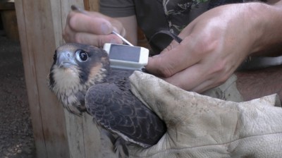 Satelity będą śledzić wędr&oacute;wki młodych sokoł&oacute;w ze żmigrodzkich las&oacute;w!