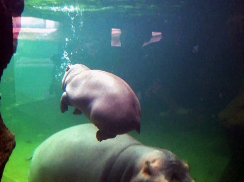Zoo Wrocław: Zumba pływa już bez Rumby (FOTO) - fot. ZOO Wrocław