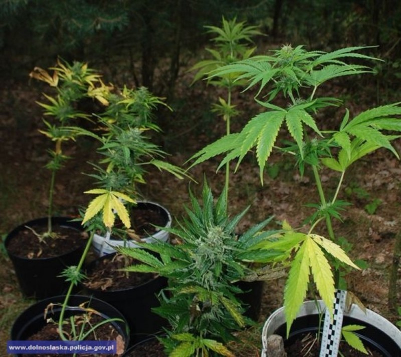 Głogów: Hodował marihuanę na… drzewie - fot. Dolnośląska Policja