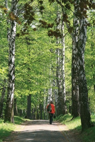 TOP5 najciekawszych, dolnośląskich parków - wygrywa Jelenia Góra !  - 9
