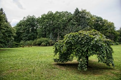 TOP5 najciekawszych, dolnośląskich parków - wygrywa Jelenia Góra !  - 11
