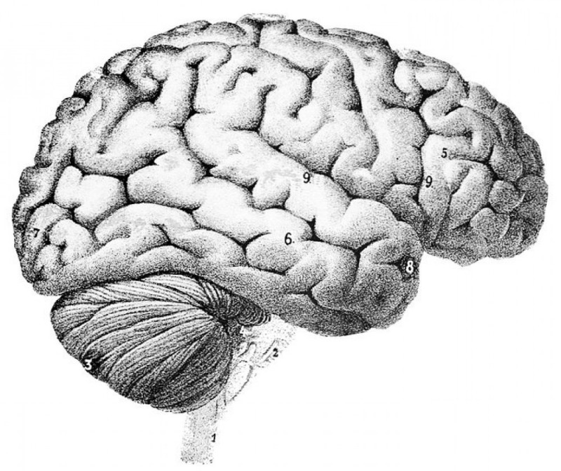 W Ścinawie wiedzą jak leczyć Alzheimera - fot: Wikipedia