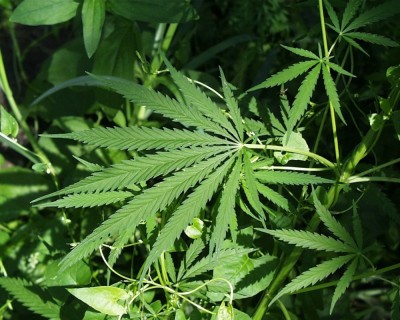 Legalizacja marihuany medycznej coraz bliżej? [PUBLICYSTYKA]