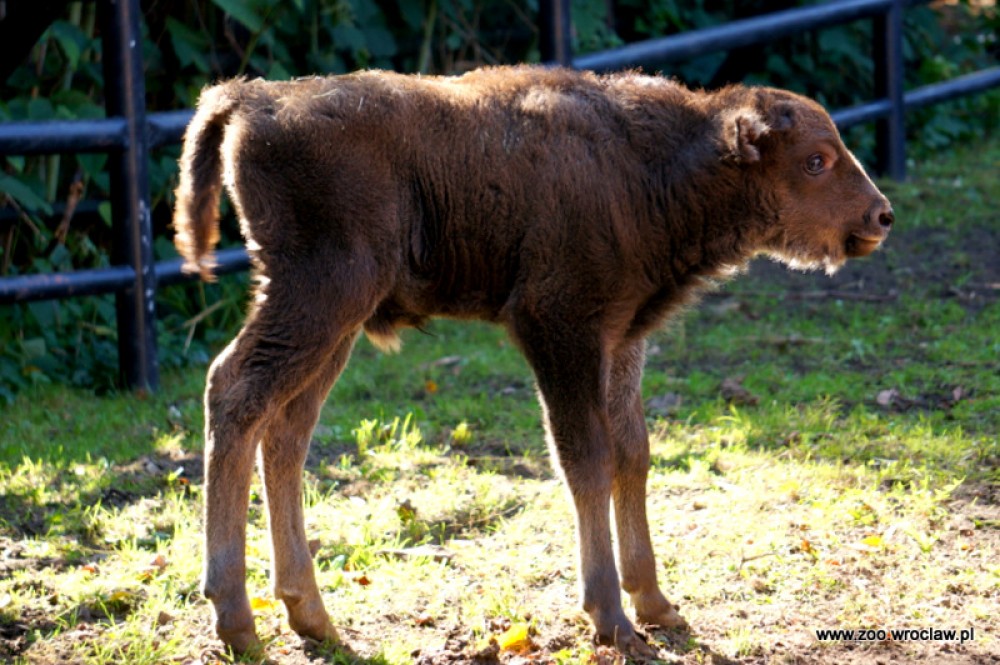 Powiększyła się żubrza rodzina w ZOO [GALERIA]
