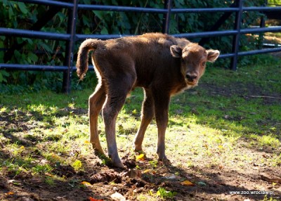 Powiększyła się żubrza rodzina w ZOO [GALERIA]
