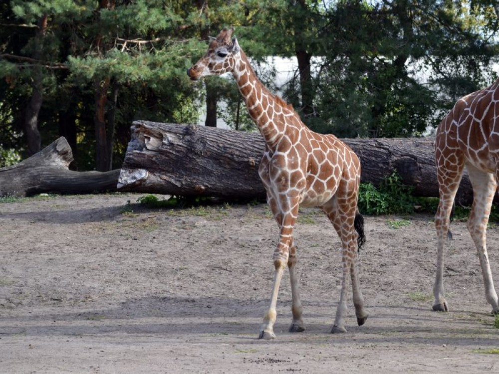 Hodowlany wrzesień we wrocławskim ZOO [ZDJĘCIA]