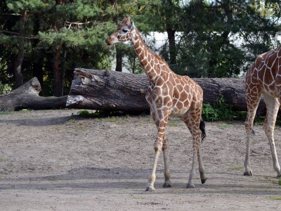 Hodowlany wrzesień we wrocławskim ZOO [ZDJĘCIA] - 0