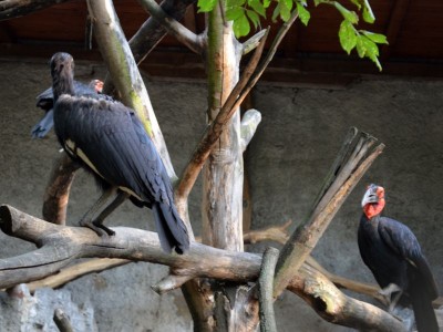 Hodowlany wrzesień we wrocławskim ZOO [ZDJĘCIA] - 9