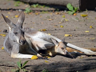 Hodowlany wrzesień we wrocławskim ZOO [ZDJĘCIA] - 12