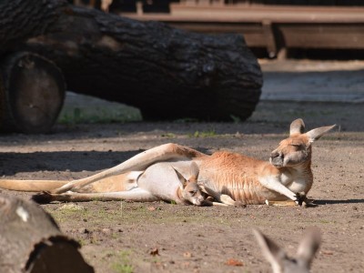 Hodowlany wrzesień we wrocławskim ZOO [ZDJĘCIA] - 13