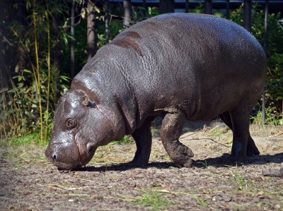Hodowlany wrzesień we wrocławskim ZOO [ZDJĘCIA] - 14