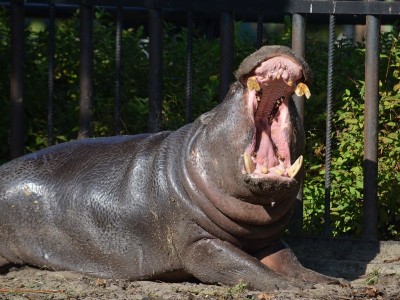 Hodowlany wrzesień we wrocławskim ZOO [ZDJĘCIA] - 15