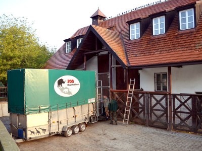 Hodowlany wrzesień we wrocławskim ZOO [ZDJĘCIA] - 2